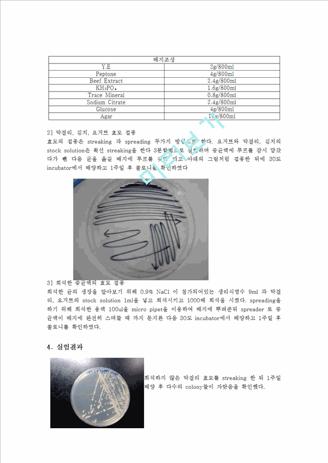 [자연과학]미생물과 효소 실험보고서 -  김치, 요거트, 막걸리 등의 생균제품으로부터 시료 채취.hwp